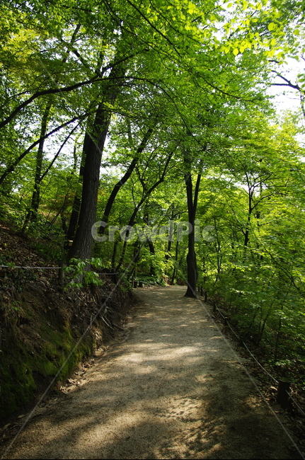 숲,나무,식물,plant,봄,spring,초록,잎,길,자연,풍경,nature,landscape,path,통로,outdoors,옥외,tree
