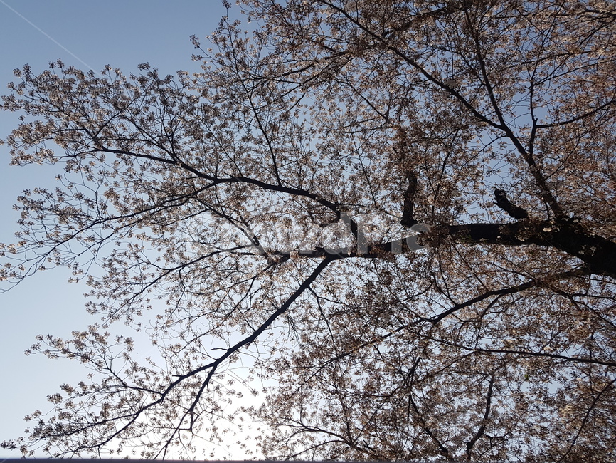 벚꽃,하늘,자연,벚꽃나무,꽃