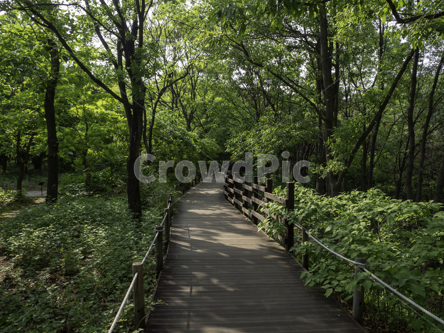 대구수목원,수목원,botanicalgarden,나무길,길,숲길,자연,nature,tress,나무,자연,풍경,nature,landscape,building,건물,bridge,다리,boardwalk,산책로