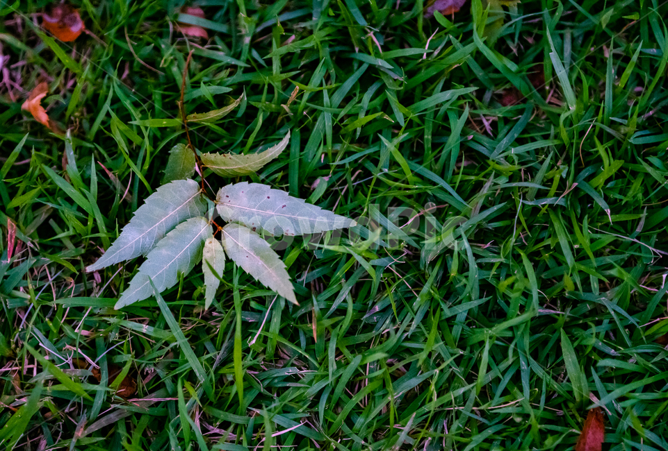 plant,식물,leaf,잎,초록,식물,자연,plants,nature