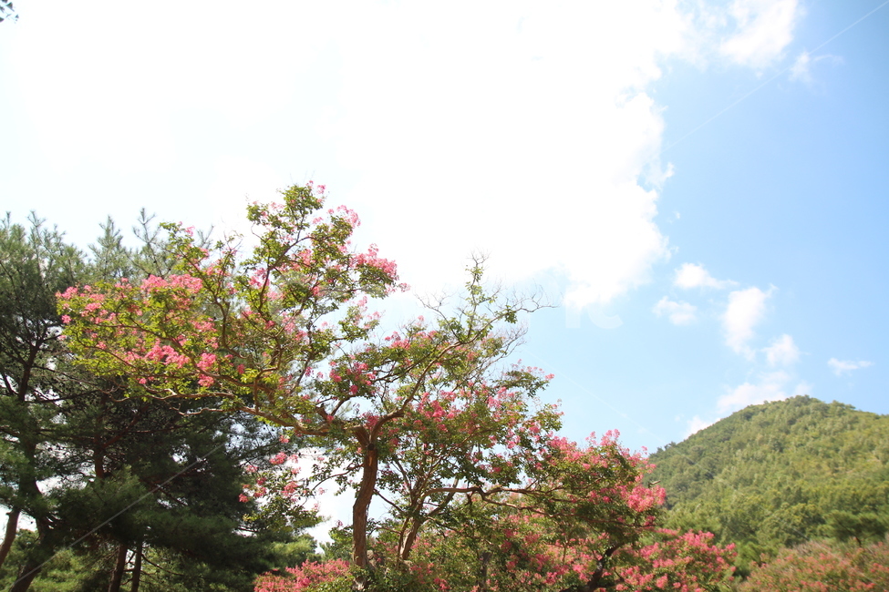 sky,mountain,nature,pink flower tree,flower tree,season,crape myrtle,Daegu,Korea