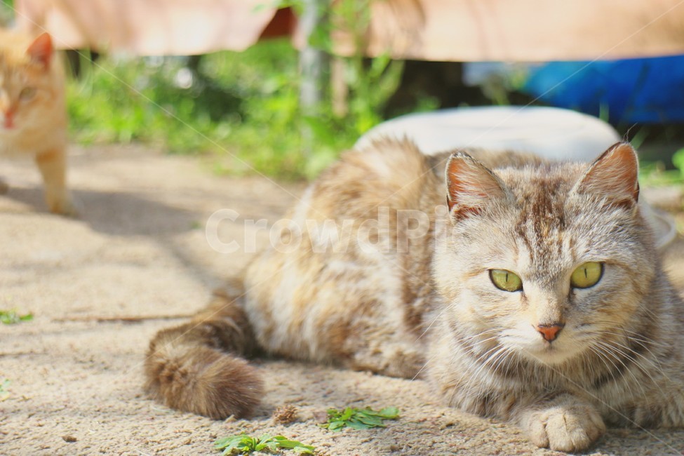 고양이,동물,실외고양이,자연,귀여운,동물,animal,포유류,mammal,고양이,cat,kitten,kitty,감성,sensible,feeling
