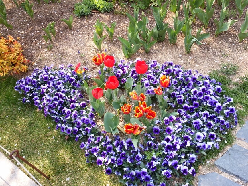 plant,식물,blossom,flower,제라늄,geranium,꽃,식물,자연,plants,nature,꽃,flower
