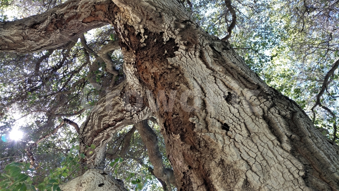 고목,나무,이런색감,나무사랑,숲,oldtree,greatcolor,treelover,natureaddic,식물,자연,plants,nature