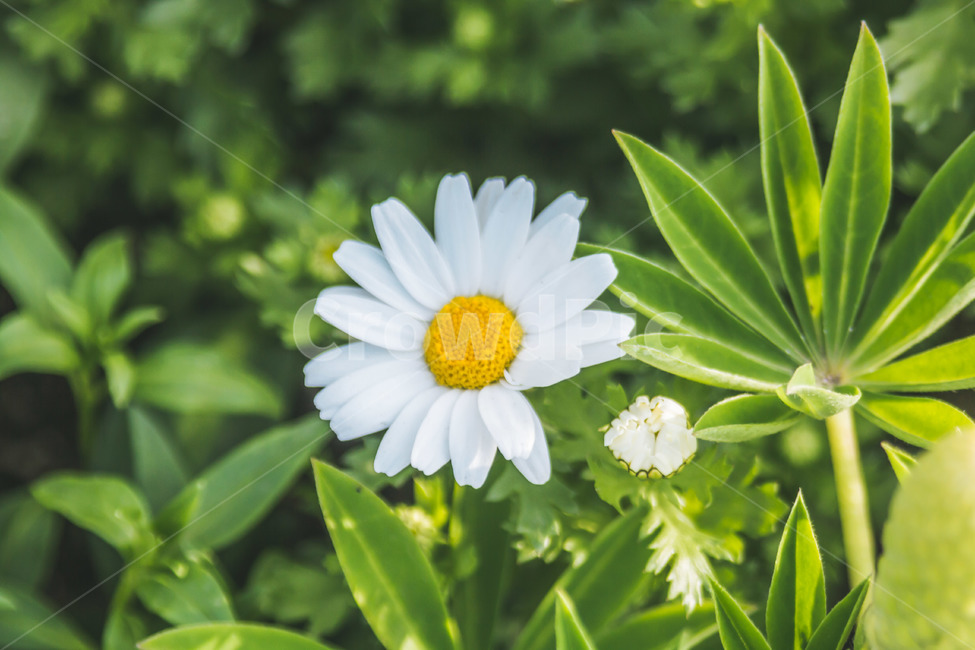 plant,데이지,식물,flower,blossom,꽃,식물,자연,plants,nature,꽃,flower