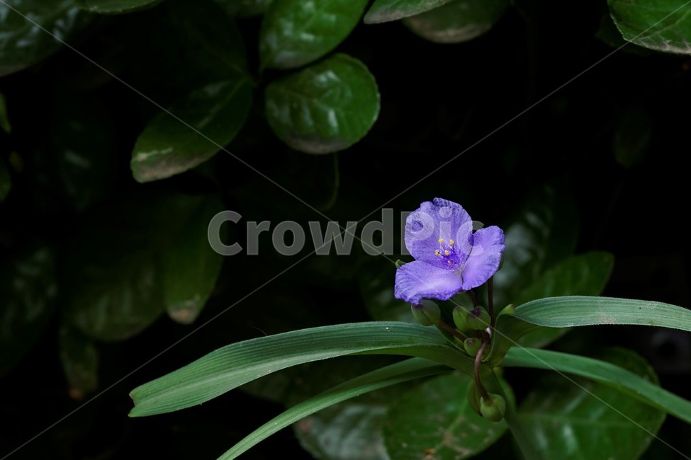 자주닭개비,자주달개비,꽃,식물,자연,보라색,꽃술,다년생,배경화면,nature,plant,flower,violet,background,green,leaves