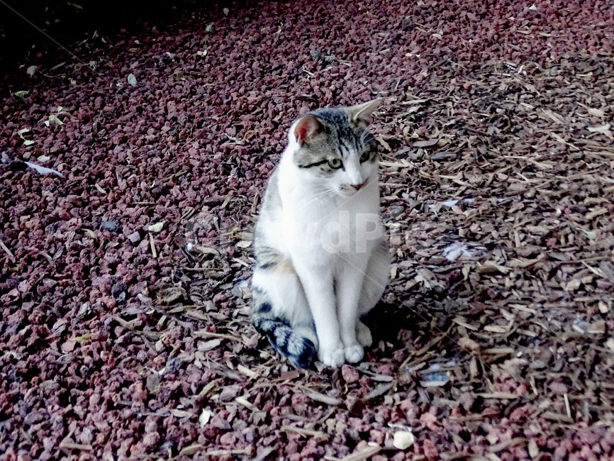 길냥이,고양이,갈색고양이,냥이,길고양이