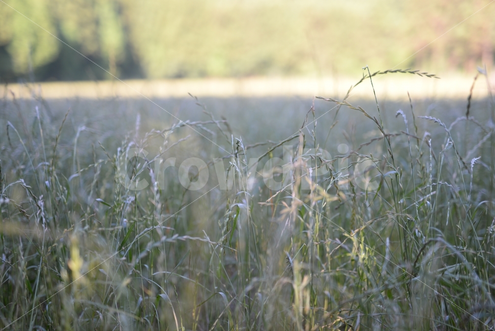 들판,봄,여름,푸른,제주도,한국,식물,자연,plants,nature