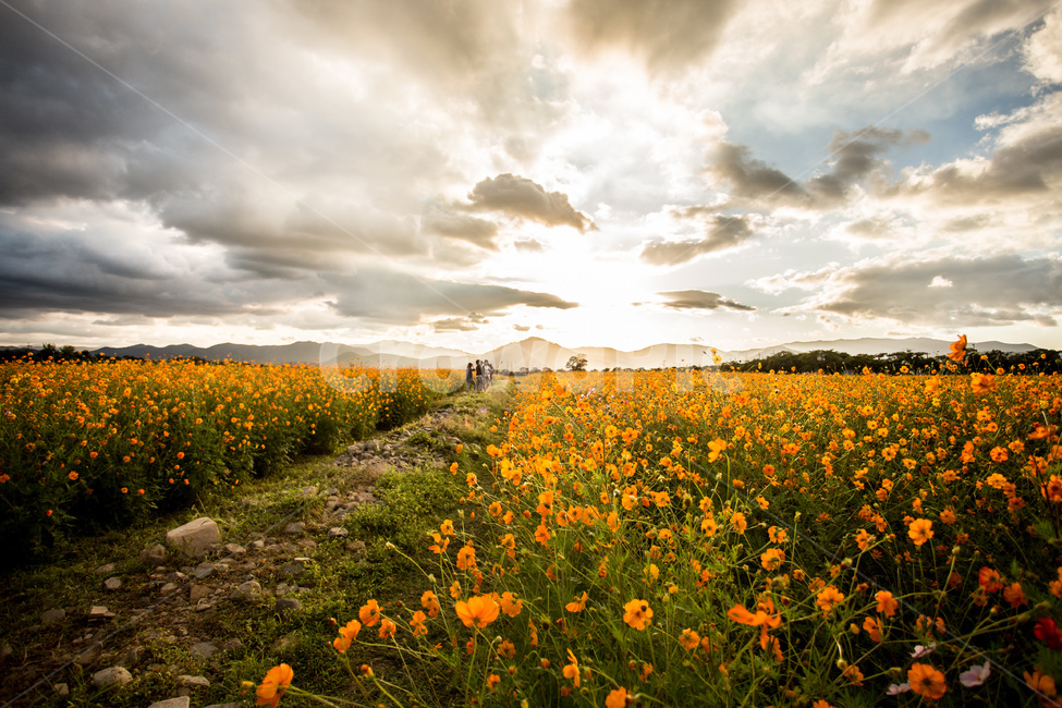 노을,풍경,들판,코스모스,하늘,경주,구름,자연,풍경,nature,landscape,식물,plants,꽃,flower,grassland,목초지,outdoors,옥외,field,들,meadow,farm,농장,rural,농촌