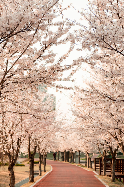 벚꽃,꽃,봄,벚꽃나무,감성,자연,flower,cherryblossom