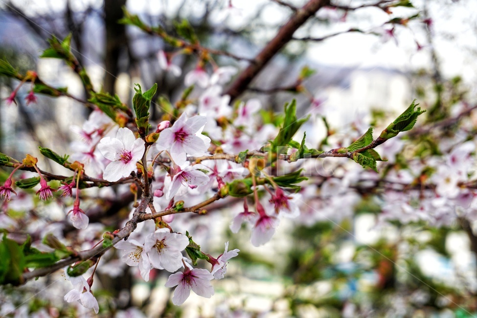 plant,식물,blossom,꽃,flower,벚꽃,나무,봄,계절,spring,season