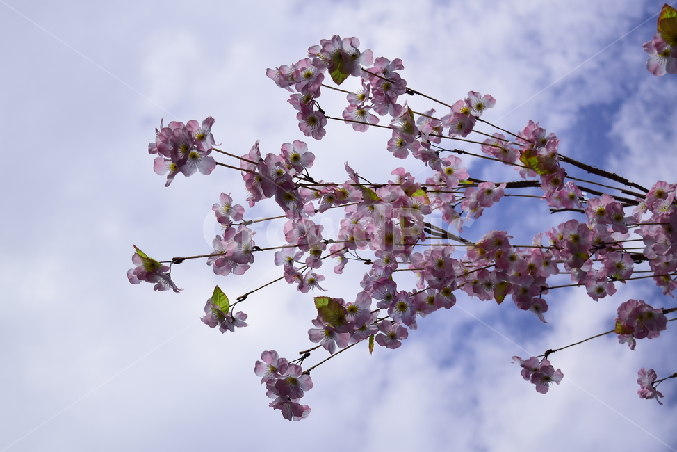 벚꽃,꽃,하늘,벚꽃나무,자연경관,매화,flower,해외,외국,봄,계절,spring,season,식물,자연,plants,nature,꽃,flower,plant,blossom