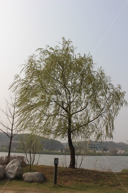 강,river,버드나무,나무,tree,바람,wind