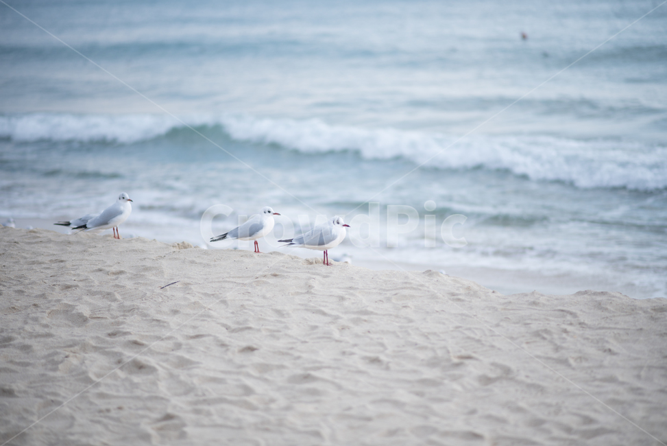 Beach,ocean,Seagull