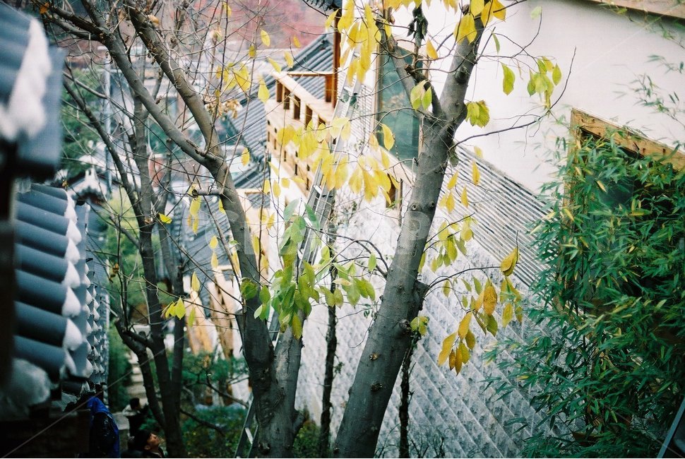나무,벽,plant,tree,나무줄기