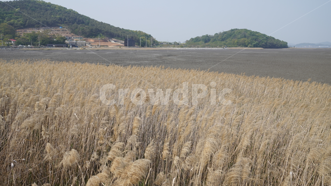 갈대,바다,갯벌,뻘,외로움,가을,계절,fall,autumn,season,자연,풍경,nature,landscape,한국자연풍경,한국자연경관,korea nature landscape,plant,식물,produce,생산액,food,음식,grass,잔디,vegetable,야채,grain,곡물