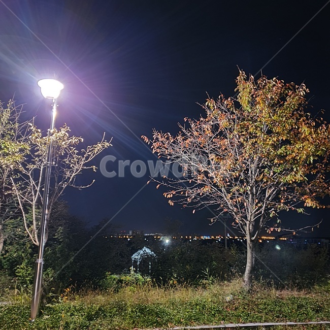 plant,식물,tree,나무,light,빛,flare,플레어,조명