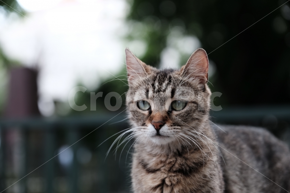 고양이,냥이,동물,길고양이,눈빛,동물,animal,포유류,mammal,고양이,cat,kitten,kitty