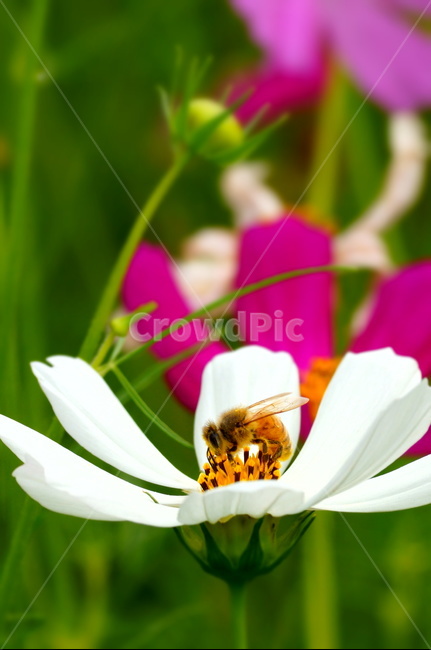 bee,벌,곤충,plant,꿀벌,honeybee,식물,코스모스,식물,자연,plants,nature,꽃,flower,곤충,벌레,insect,bug