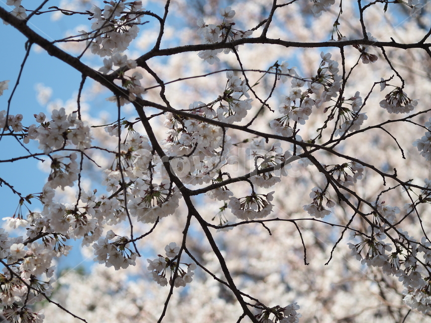 봄,벚꽃,하늘,flower,blossom,plant,식물,꽃,나무