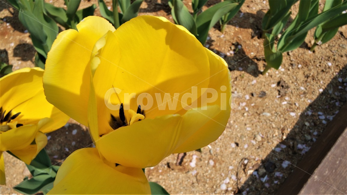 들꽃,꽃,flower,튤립,만개,plant,식물,노란색튤립