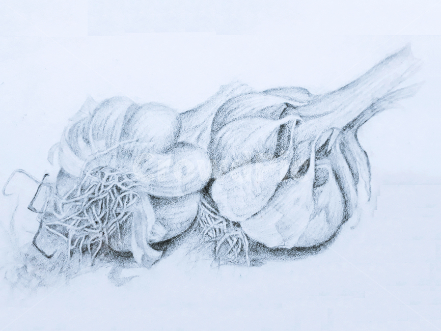 마늘,스케치,art,미술,drawing,그림,데생,드로잉