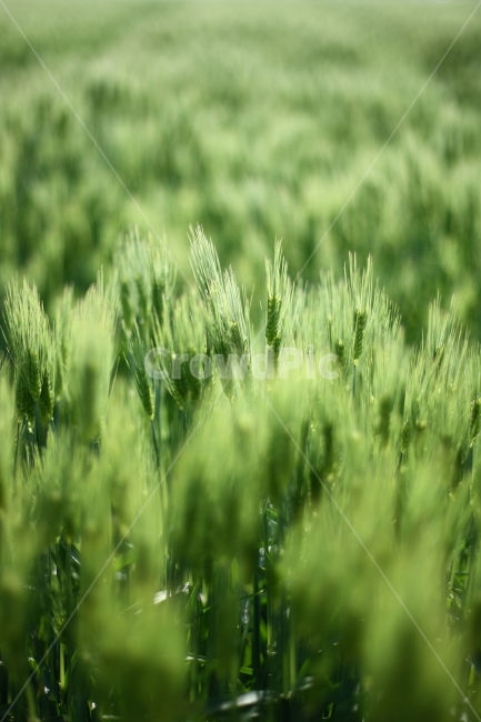 보리,청보리,봄,풍경,자연,식물,자연,plants,nature,감성,sensible,feeling