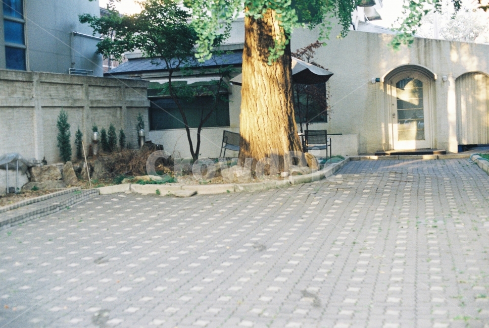 서울,서촌,나무,햇빛,아침,거리,식물,자연,plants,nature,나무,trees,wood