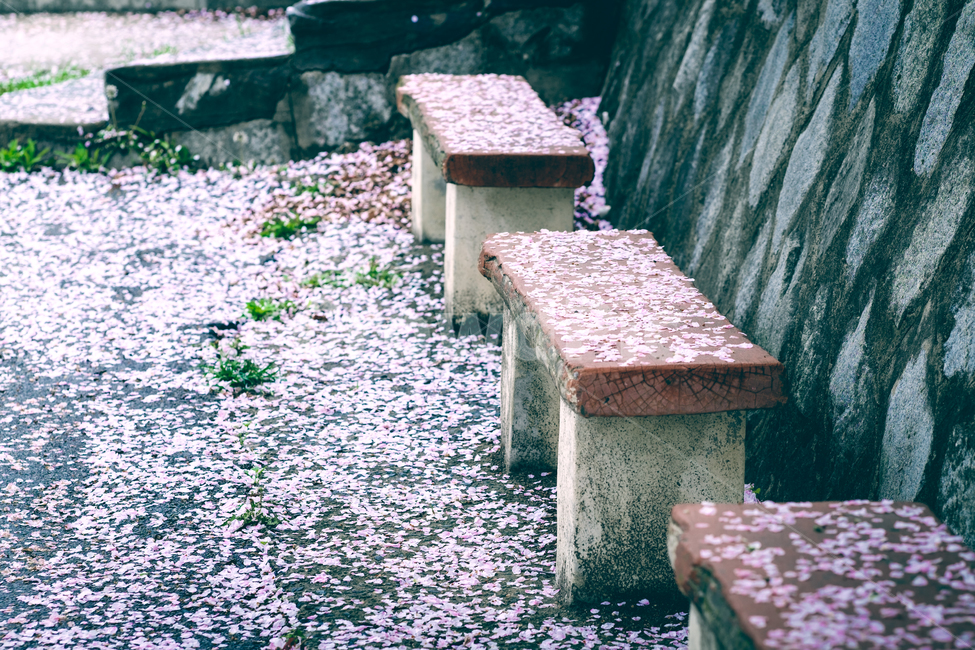 벤치,의자,벚꽃,봄,꽃잎,흩날림,쉼터,흐린날,봄,계절,spring,season,감성,sensible,feeling