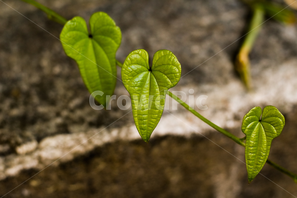 plant,leaf,나뭇잎,식물,green