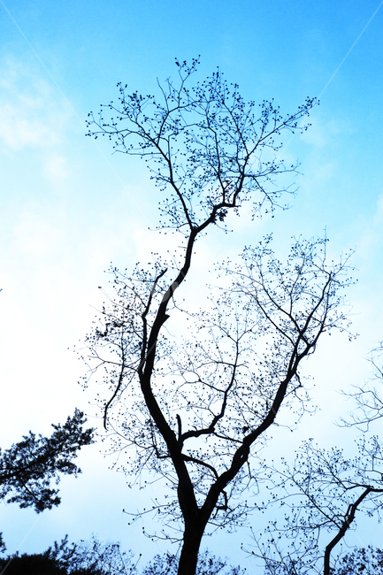 plant,식물,tree,나무,blue,식물,자연,plants,nature,나무,trees,wood