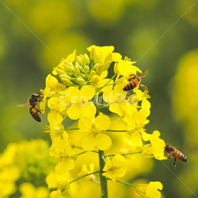 벌,유채꽃,꿀벌,곤충,노랑색,식물,자연,plants,nature,꽃,flower,곤충,벌레,insect,bug