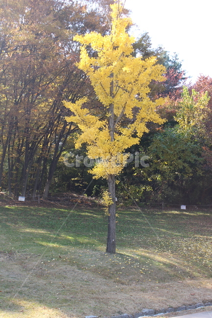 가을,단풍나무,식물,나무,노랑,가을,계절,fall,autumn,season,tree,plant,maple,단풍