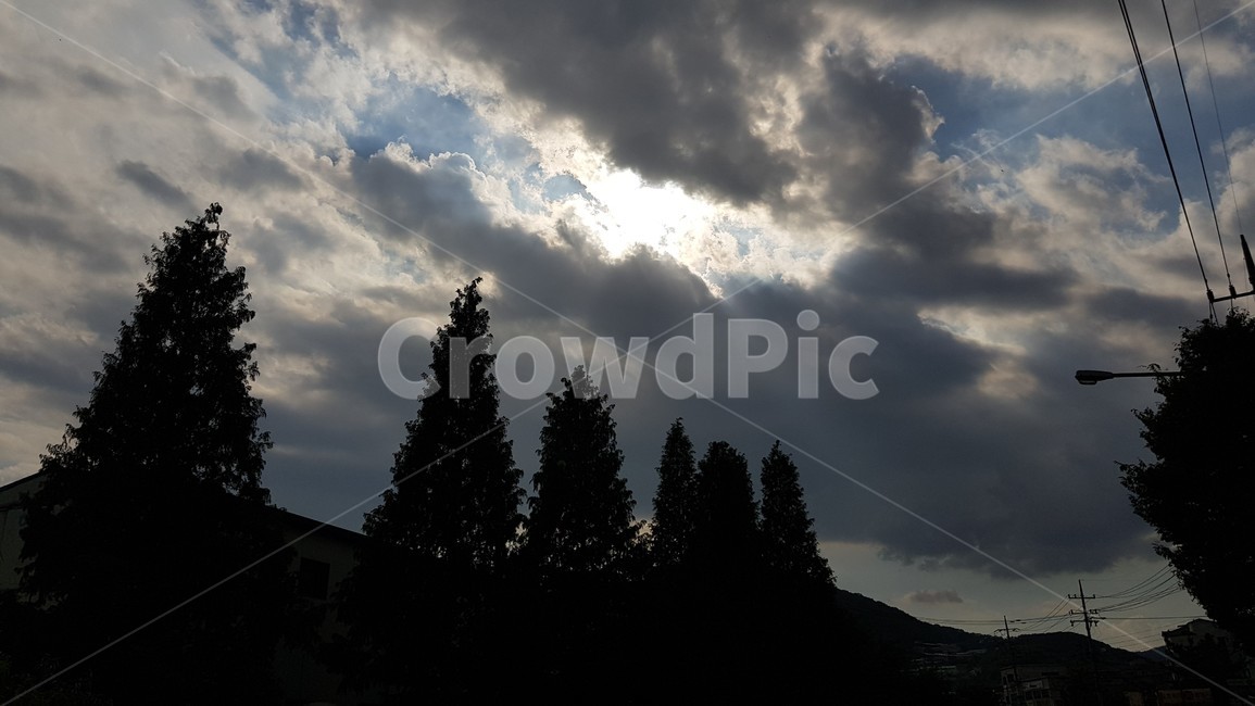 fir,전나무,plant,식물,abies,아비,tree,나무,하늘,sky,구름,nature,cloud,빛,태양,sun,날씨,감성
