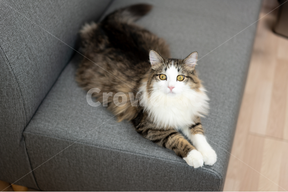 고양이,노르웨이숲,norwegianforestcat,cat,반려동물,쇼파,눕기,수컷,갈기,동물,포유류,동물,animal,포유류,mammal,고양이,cat,kitten,kitty