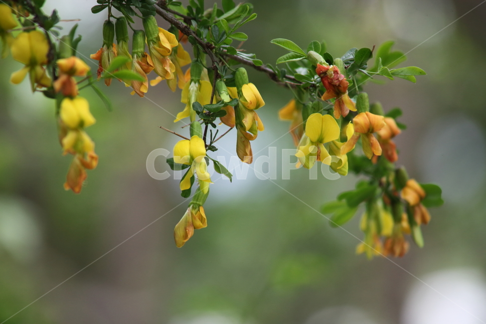 골담초,꽃,봄,약용식물,chinesepeatree