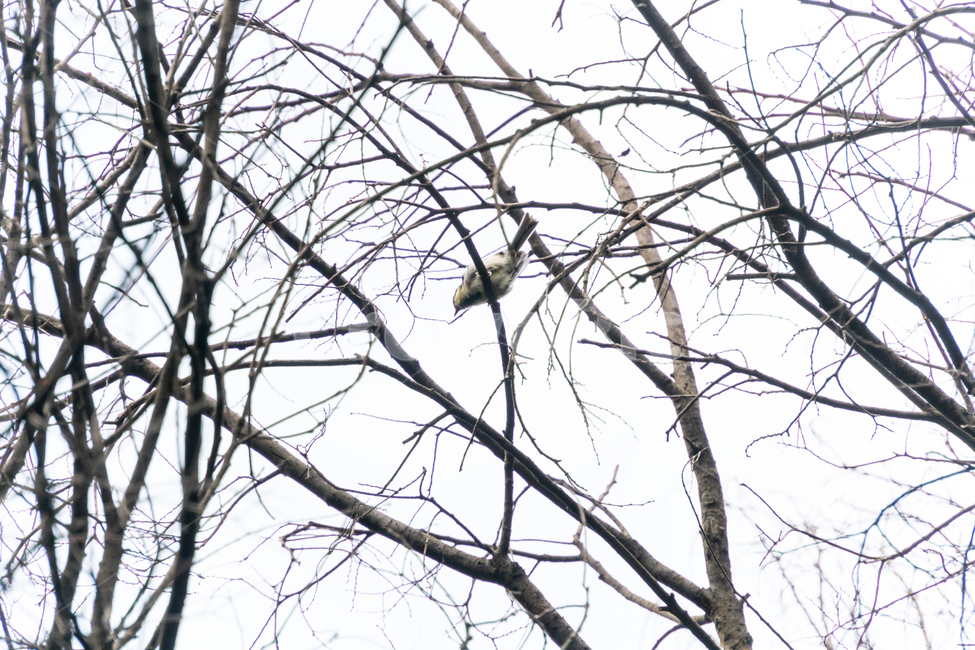 조류,탐조,새,텃새,철새,bird,동물,animal,조류,새,birds