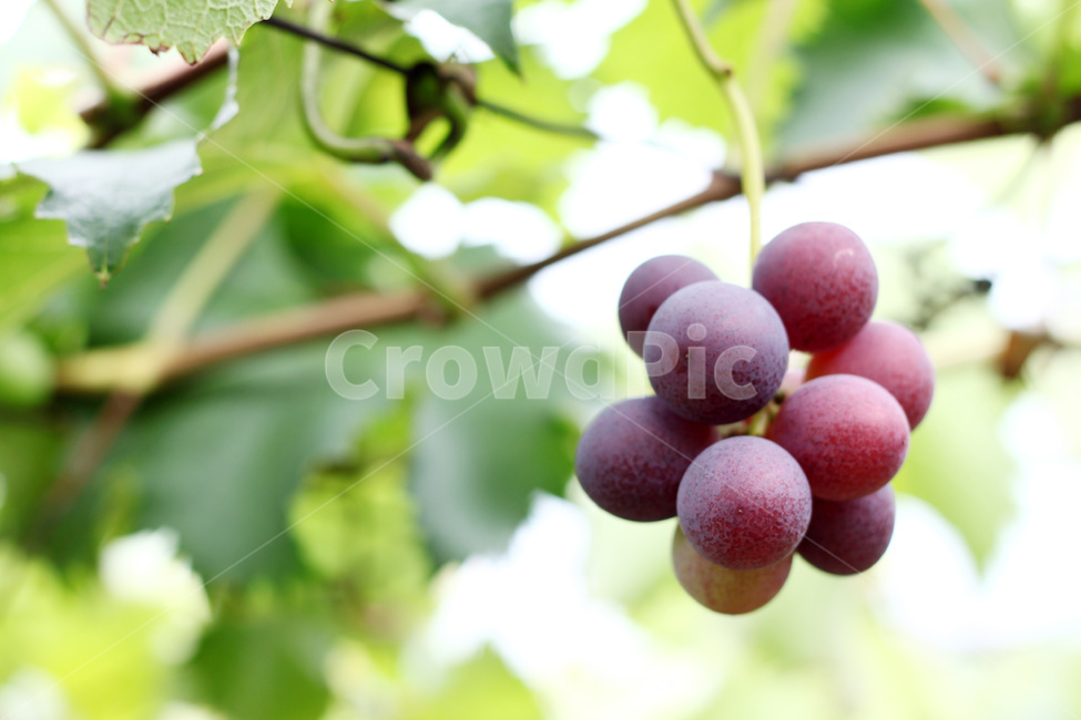 포도,포도송이,포도농사,포도재배,포도수확,과일,열매,fruit