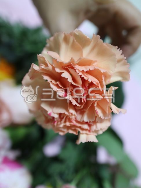 plant,flower arrangement,carnation,flower