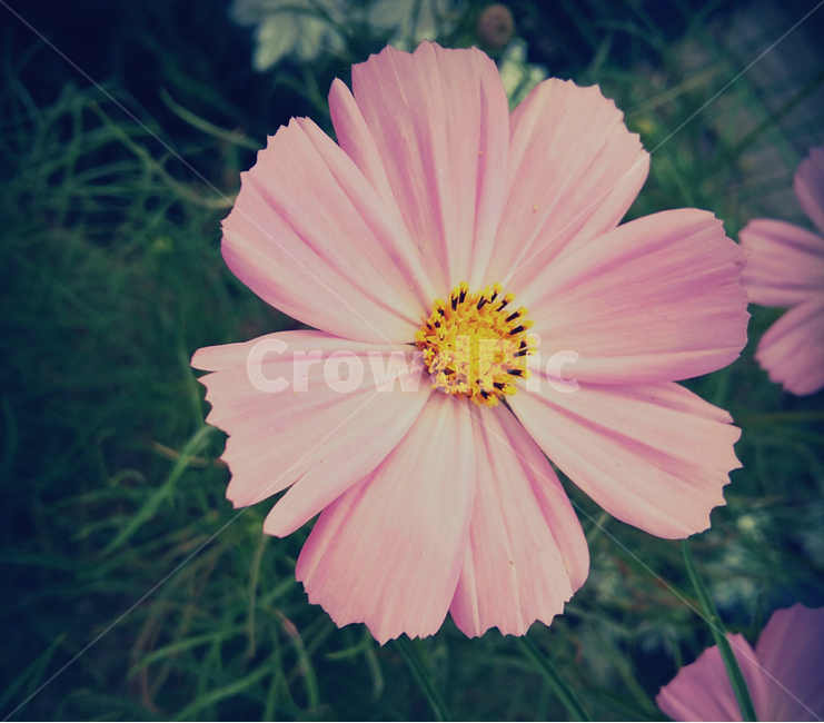 꽃,flower,pink,green,꽃밭,가을,계절,fall,autumn,season,식물,자연,plants,nature,꽃,flower,plant