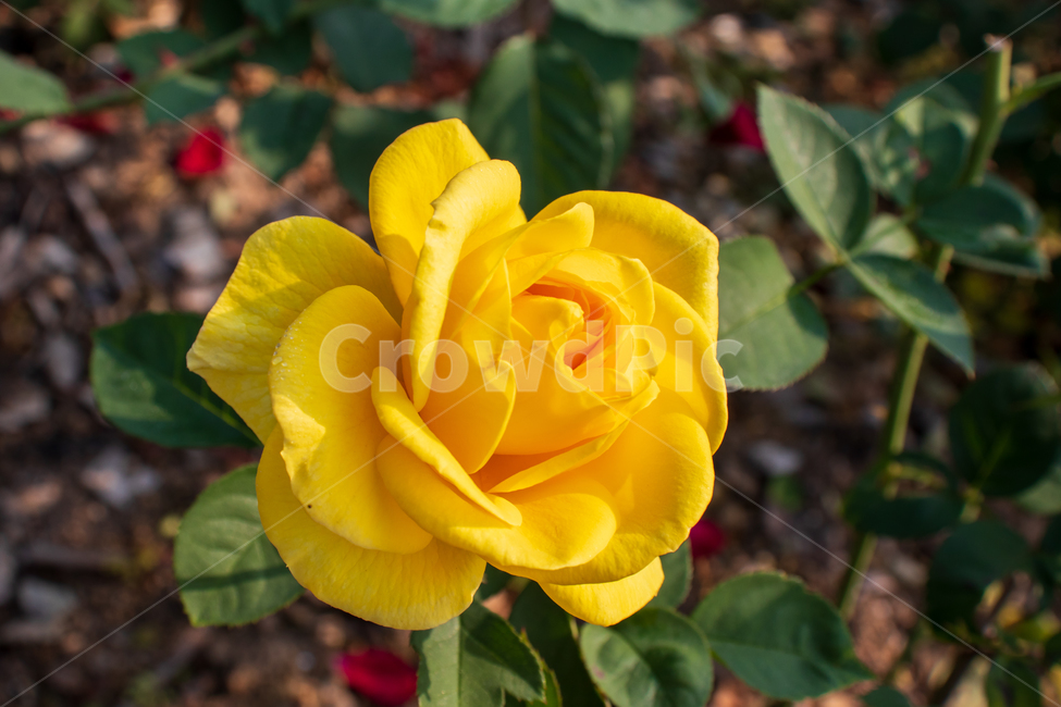 장미,장미꽃,꽃,봄,노란장미,rose,들장미,야생장미,로즈,식물,자연,여름,꽃잎,잎,만개,만발,야생,들,로맨틱,로맨스,사랑,낭만적인,낭만,아름다움,아름다운,미,공원,야외,정원,뜰,가든,노란색,옐로우,노랑,노란,옐로,그린,초록색,초록,녹색,계절,배경,바탕,백그라운드,flower,flowers,roses,spring,summer,yellowrose,wildrose,plant,nature,natural,yellow,bloom,blooming,blossom,romantic,romance,love,garden,petal,beautiful,beauty,green,leaf,leaves,wild,season,outdoor,outdoors,background