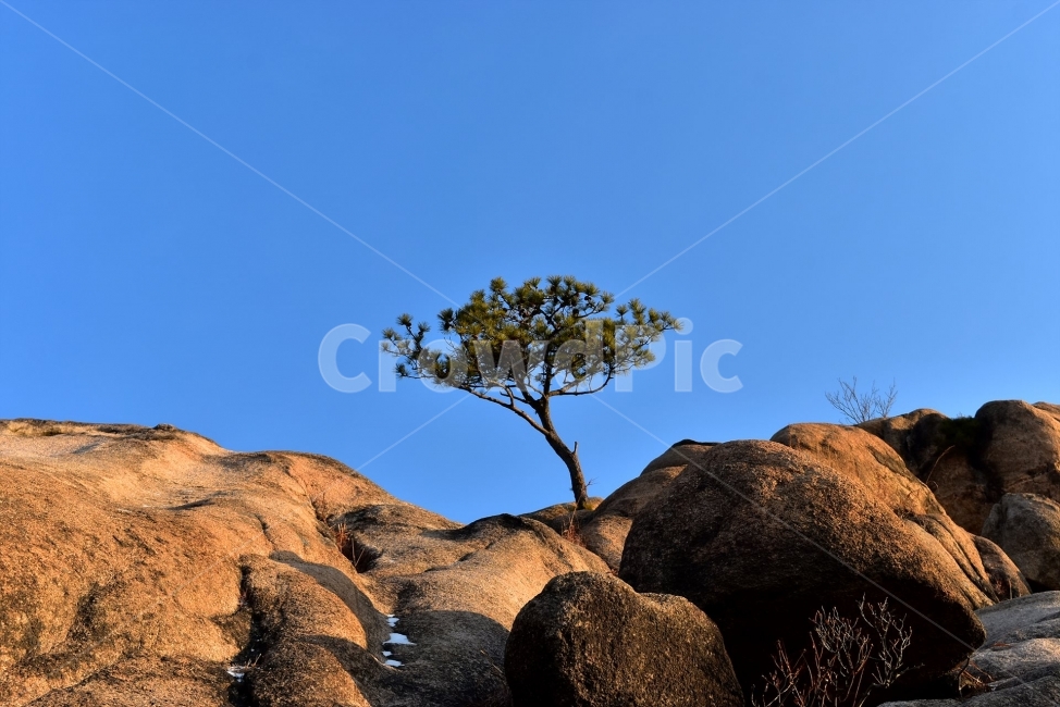 북한산,풍경,자연,국립공원,서울,도심지,명산,겨울,힐링,산행지,국내여행,자연풍경,산사진,Seoul,Korea,National,Park,비경,산행,등산,트레킹,100대명산,기암,바위산,백운대,바위,암봉,암봉우리,족두리봉,향로봉,비봉,명품송,소나무,식물,자연,plants,nature,나무,trees,wood