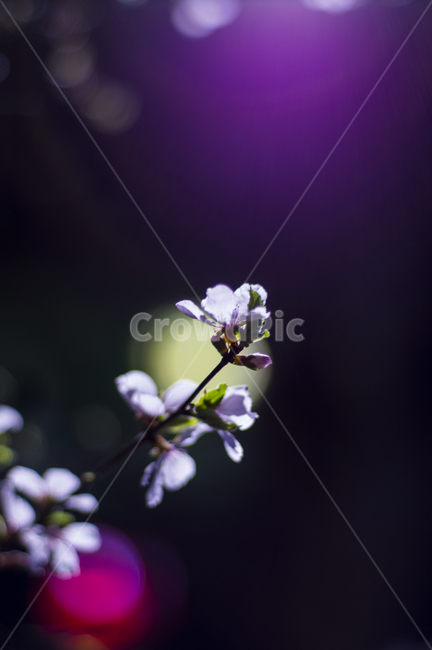 plant,식물,flower,blossom,꽃,벚꽃,밤벚꽃놀이,꽃놀이