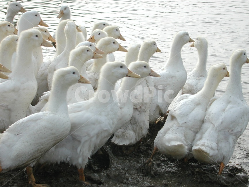 오리,새,물새,강,새때,강물,이동,무리,오리때,자연,하천,동물,animal,조류,새,birds