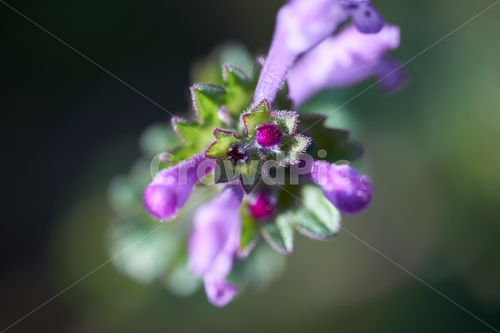 macro,꽃,들꽃,flower,보라색,purple,접사,식물,자연,plants,nature,꽃,flower