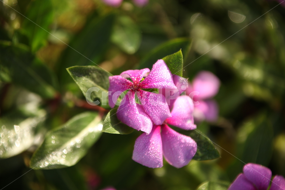 들판에핀꽃,분홍,분홍꽃,이름모를꽃,가을에핀꽃,식물,자연,plants,nature,꽃,flower