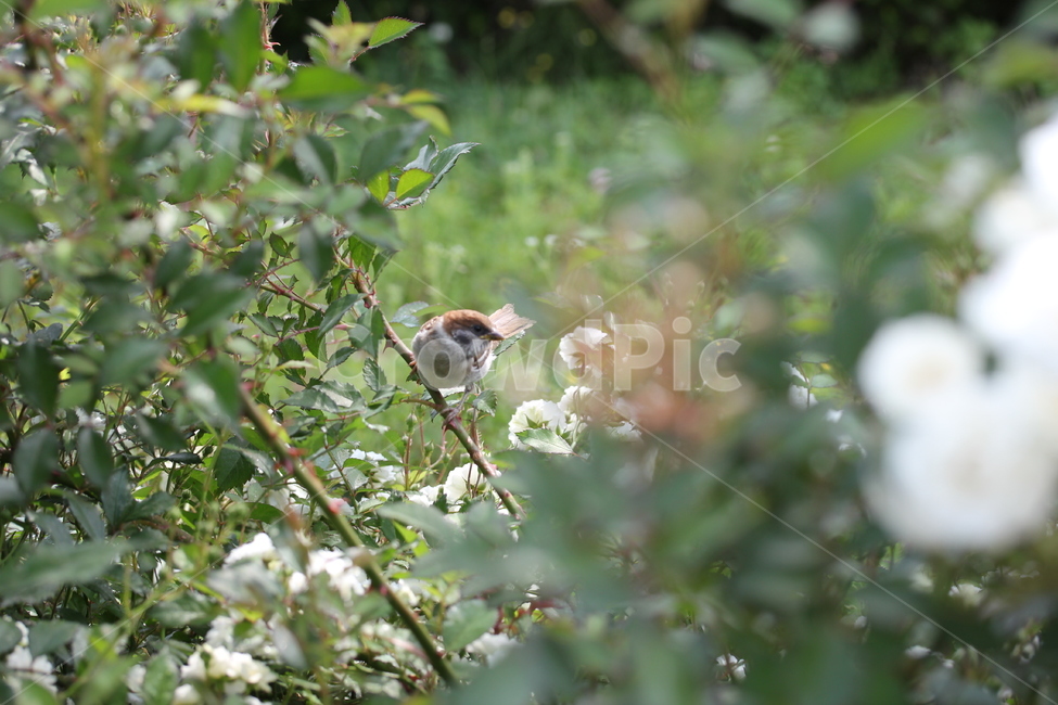 참새,새,자연,식물,조류,자연,풍경,nature,landscape,동물,animal,조류,새,birds,bird,sparrow