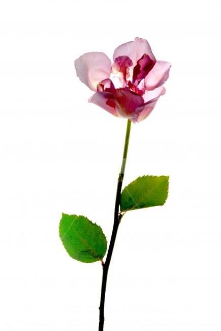 꽃,누끼,flower,실루엣,silhouette,식물,자연,plants,nature,꽃,flower,누끼,remove background