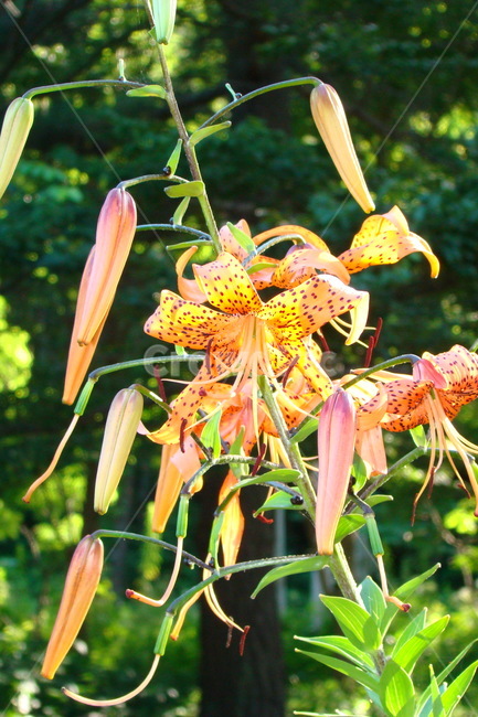 울릉도,섬말나리,꽃,flower,island,ulleung