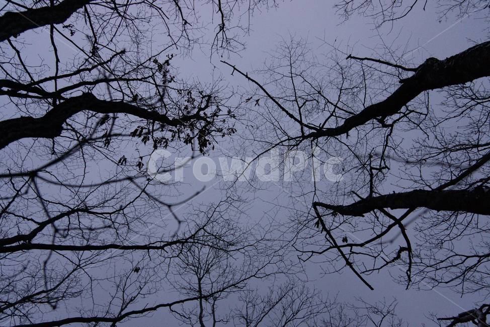 새벽,새벽숲,새벽숲속,겨울,나무,겨울나무,나뭇가지,tree,plant,실루엣,silhouette,mountains,숲속,식물,자연,plants,nature,나무,trees,wood